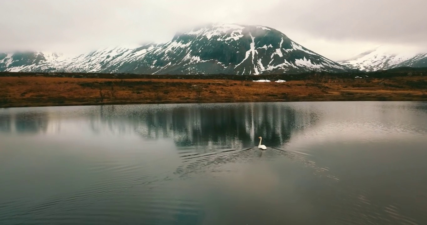 空中白天鹅在湖中游泳，无人机在冬季飞行向前-特罗姆瑟市，挪威视频素材