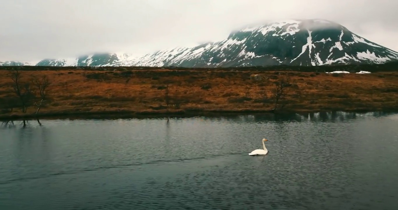 空中美丽的镜头白天鹅在湖中游泳，无人机在冬天飞行-特罗姆瑟市，挪威视频下载