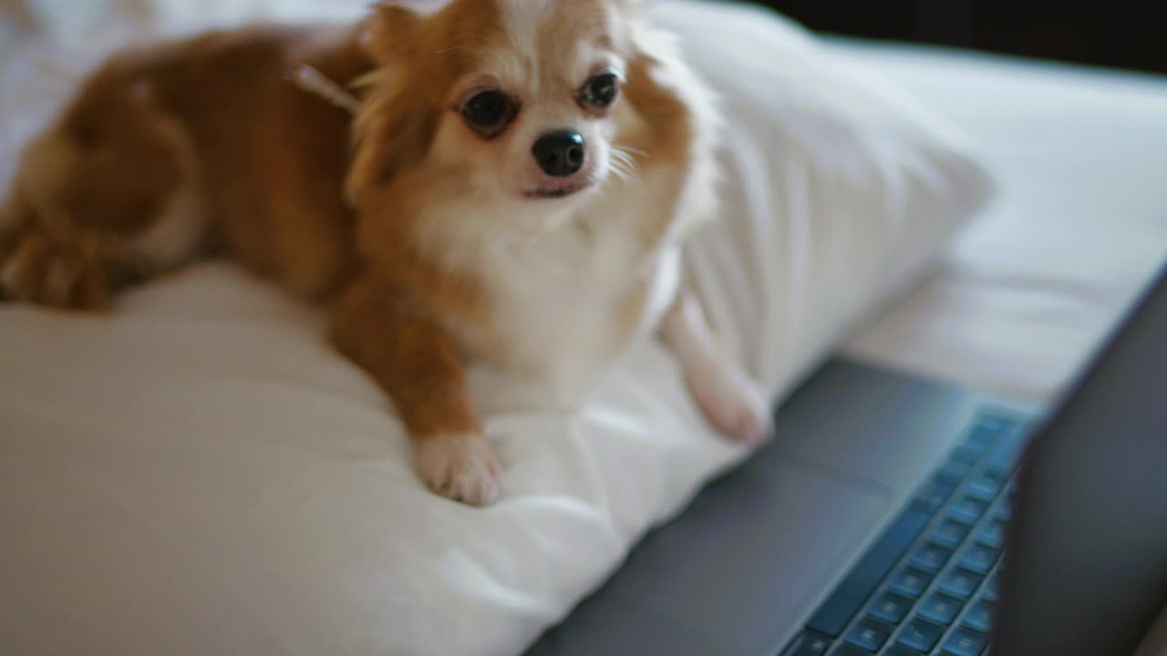 吉娃娃狗看笔记本电脑屏幕视频下载