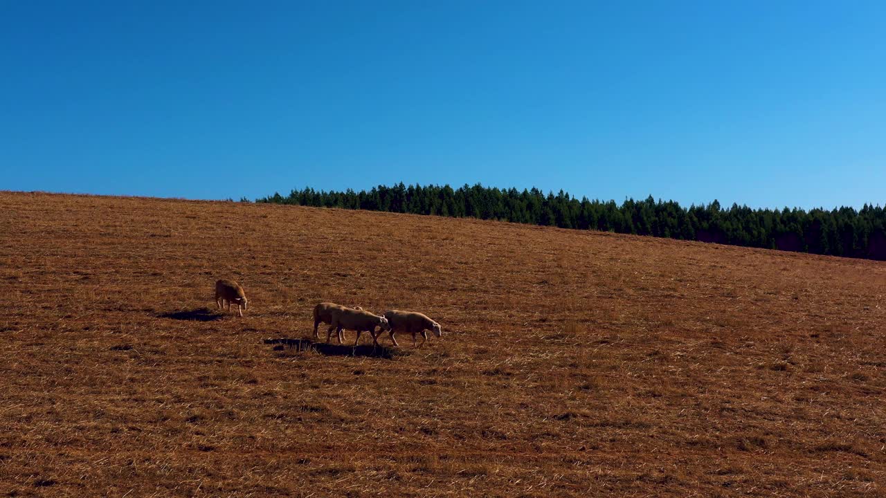 在葡萄牙南部阿连特霍的农田里放牧动物。视频素材