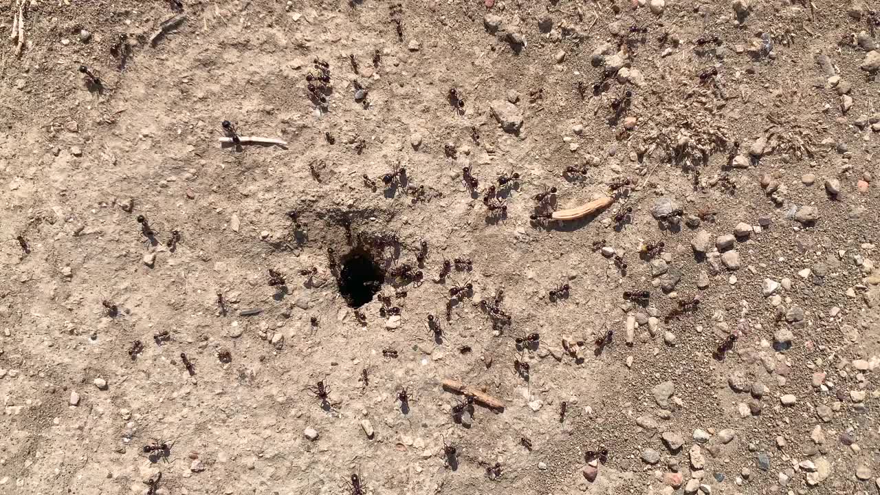 一群蚂蚁在一起工作的4K视频片段。蚂蚁把食物运到它们的巢穴视频下载