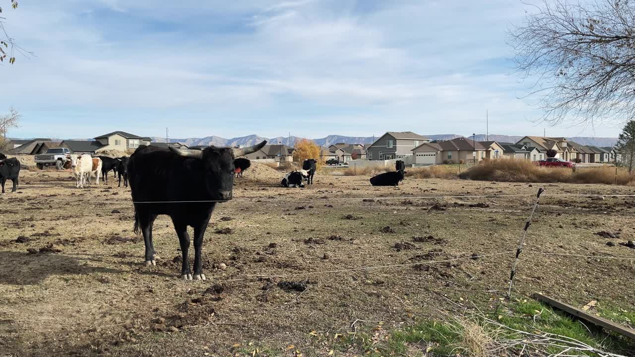 牛在城市蔓延的新住宅与小农场包围的建设发展在美国西部4K视频系列视频下载