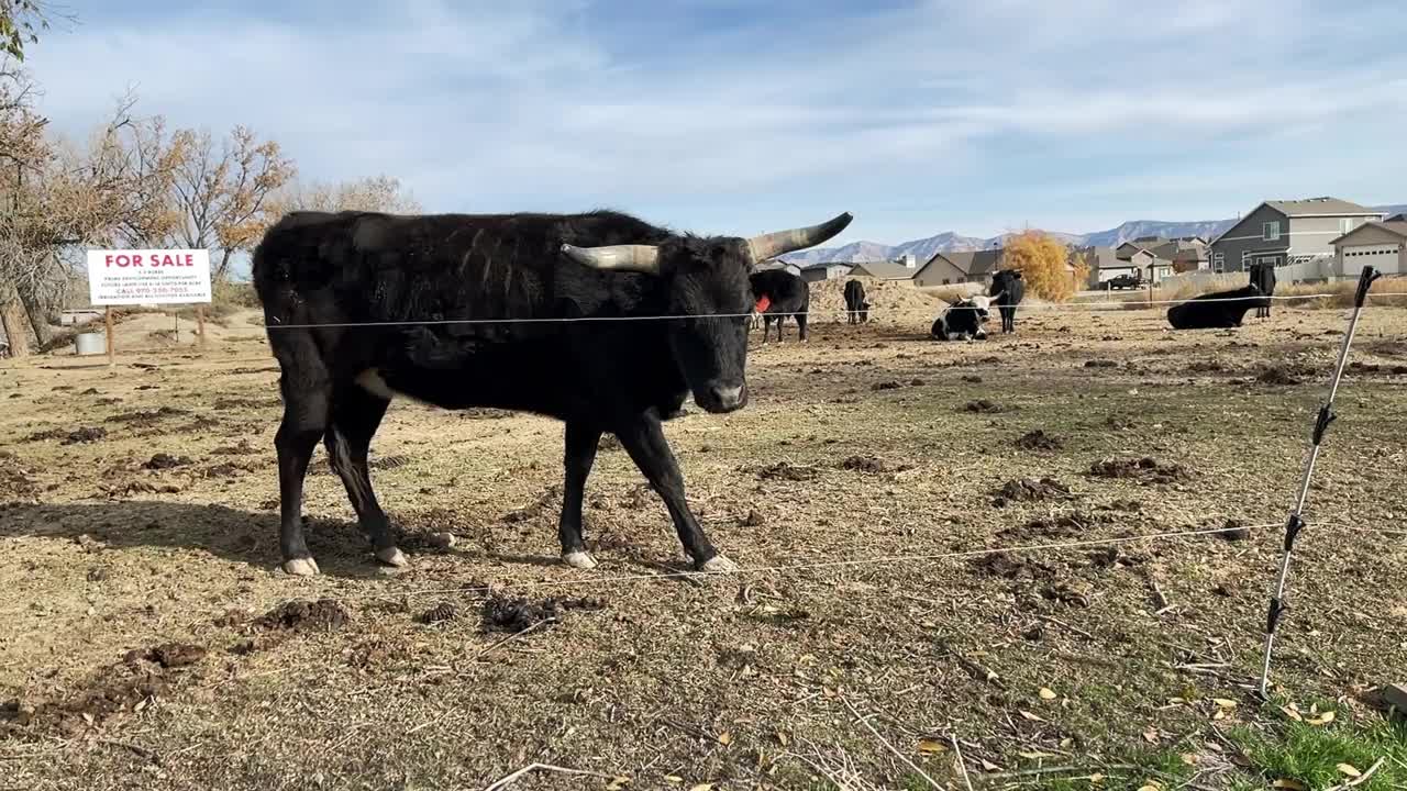 牛在城市蔓延的新住宅与小农场包围的建设发展在美国西部4K视频系列视频下载