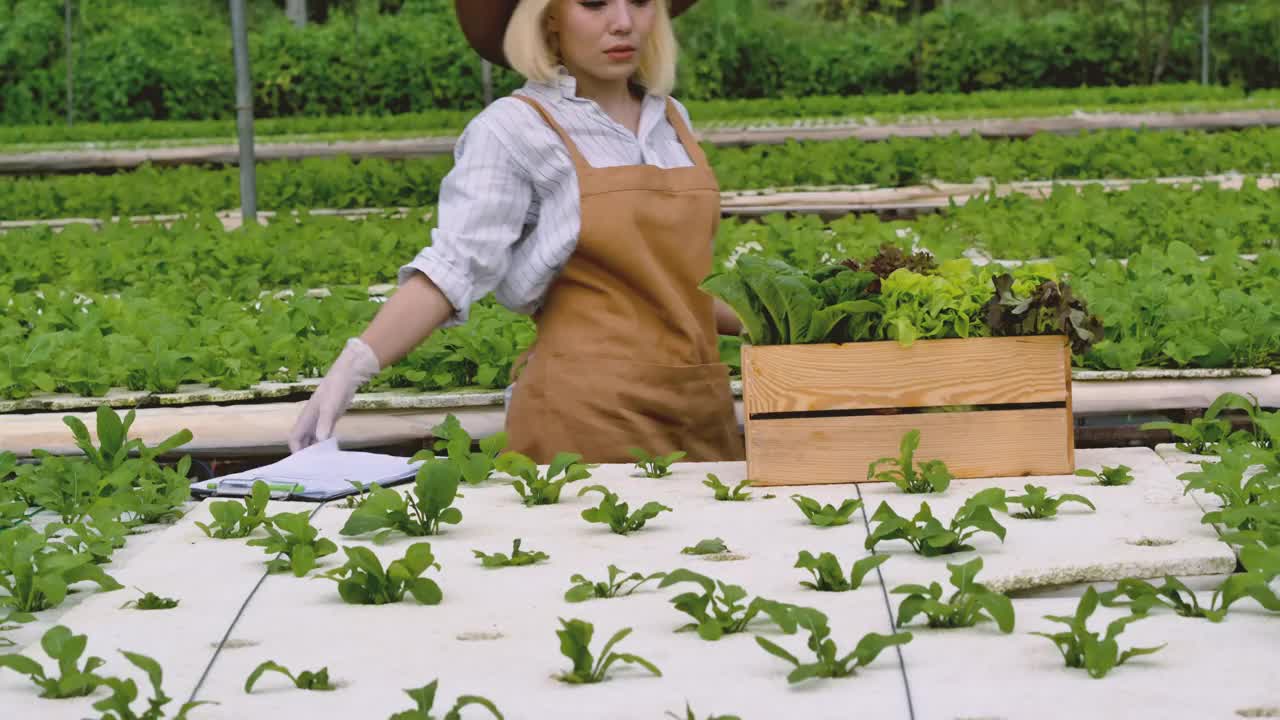 农业职业概念，年轻的女老板在菜场工作，妇女在温室里收获蔬菜视频下载