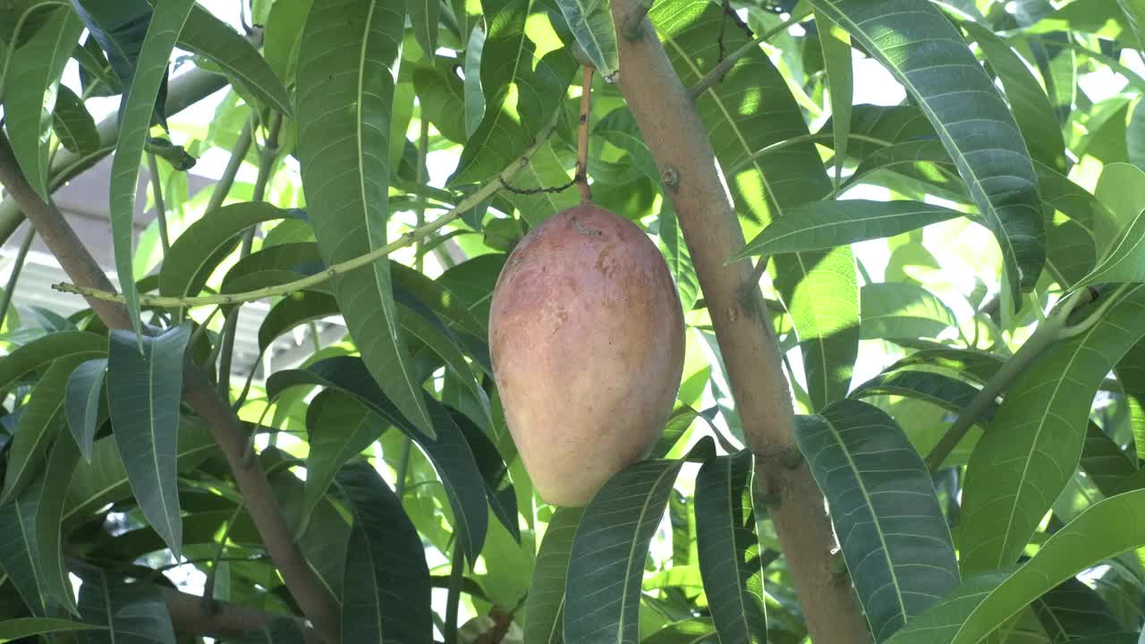 果实成熟的芒果树视频下载