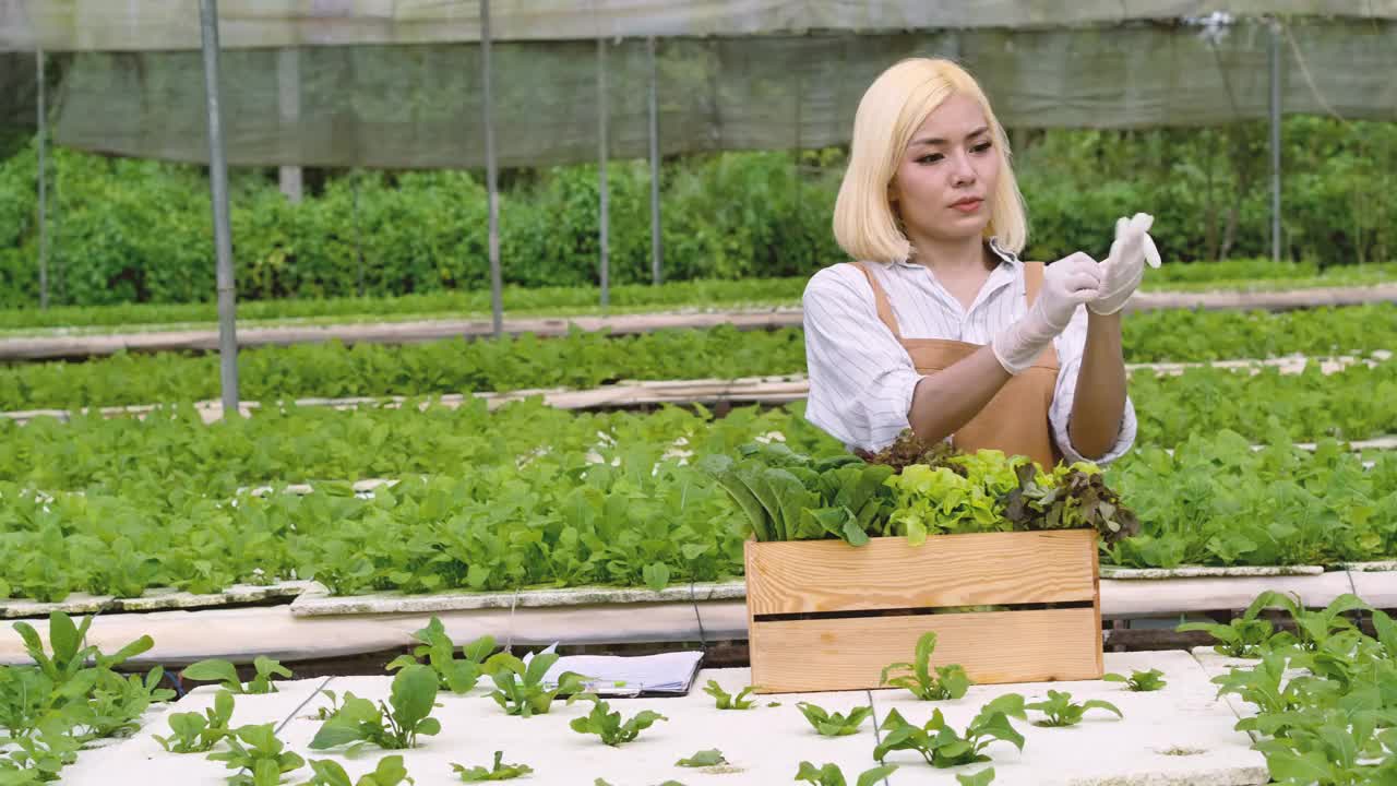 农业职业概念，年轻的女老板在菜场工作，妇女在温室里收获蔬菜视频下载