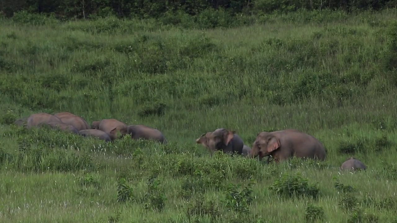 大象在移动，在草地上吃草视频素材