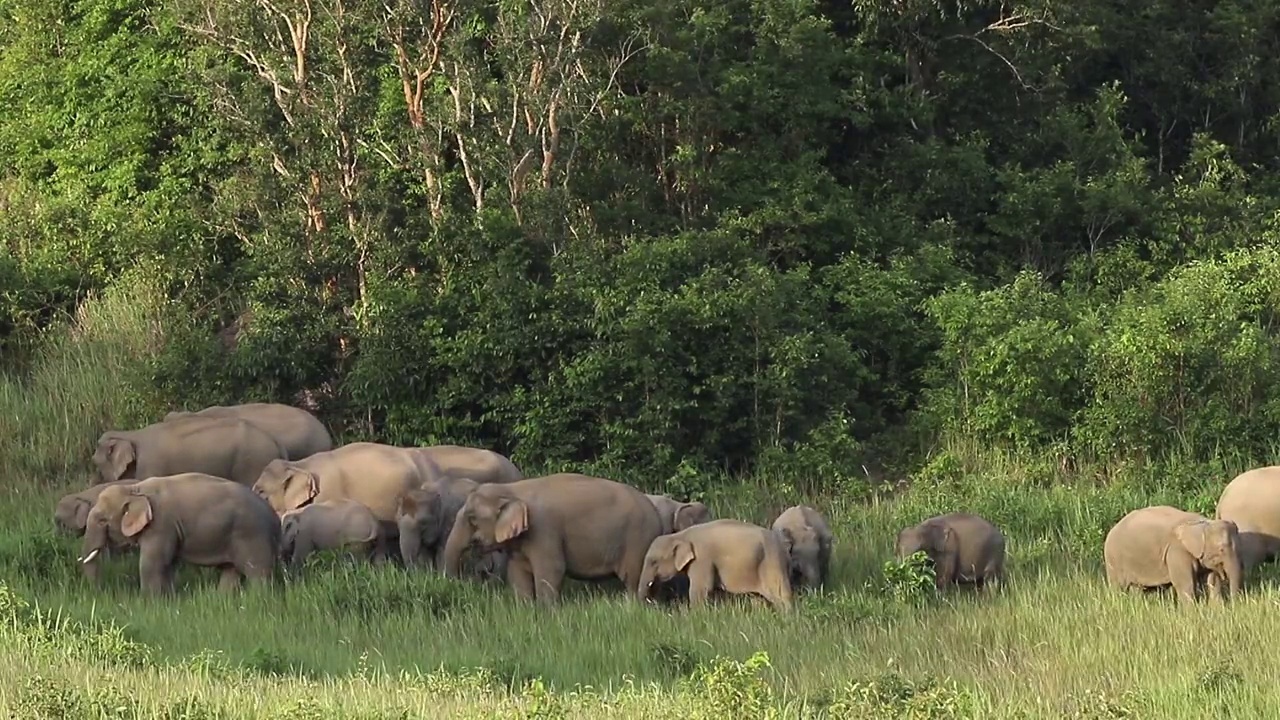 大象在移动，在草地上吃草视频下载