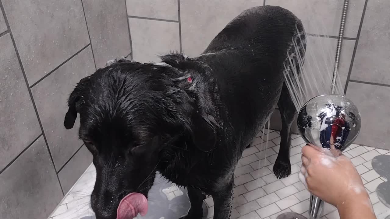 拉布拉多寻回犬在宠物美容沙龙洗澡视频下载