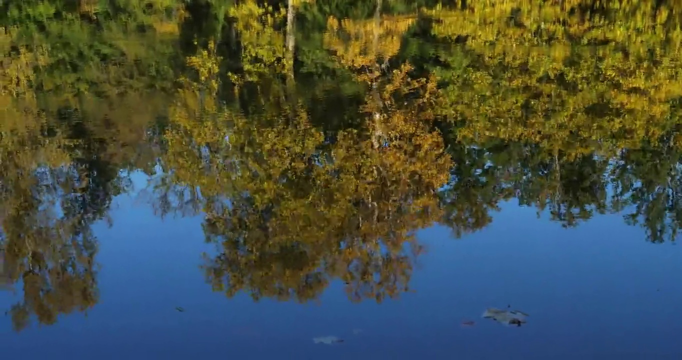 法国皮卡第，贡比涅森林，圣佩林池塘。视频素材