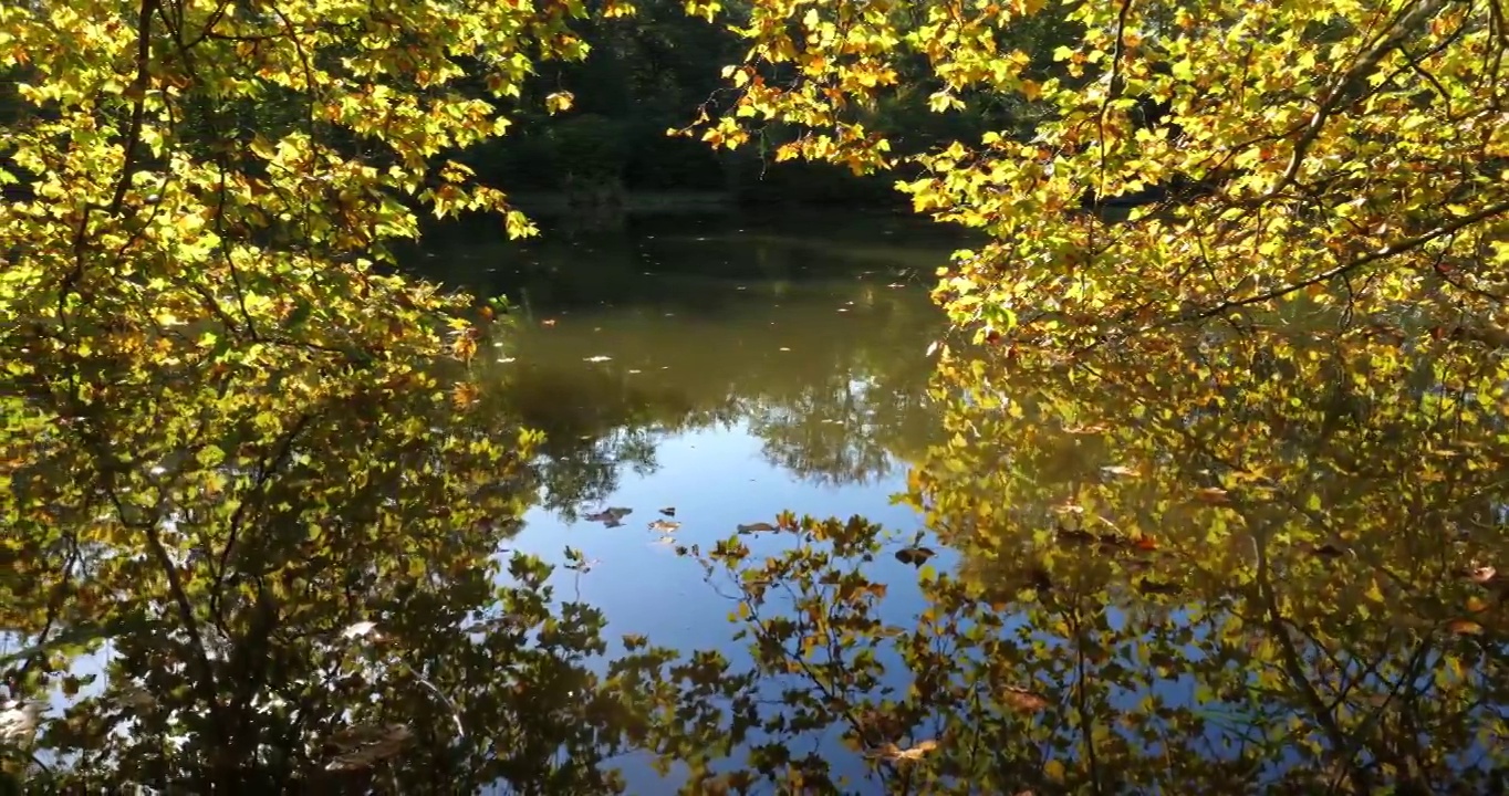 法国皮卡第，贡比涅森林，圣佩林池塘视频素材