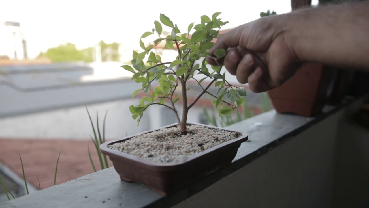 一个男人的手在一株小盆景式植物上取下一些叶子视频素材