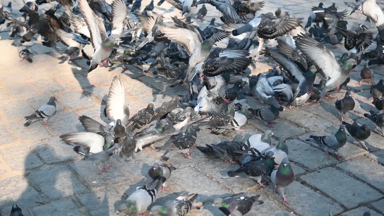 一群鸽子在清真寺的院子里吃小麦视频下载