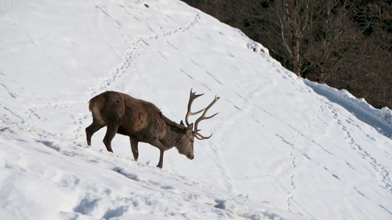一群鹿在积雪的山上快速下坡的镜头视频下载