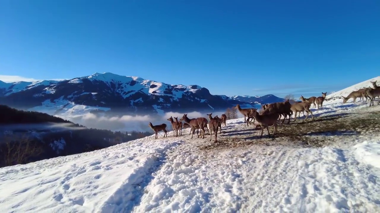 一群鹿在积雪的山上的镜头视频下载