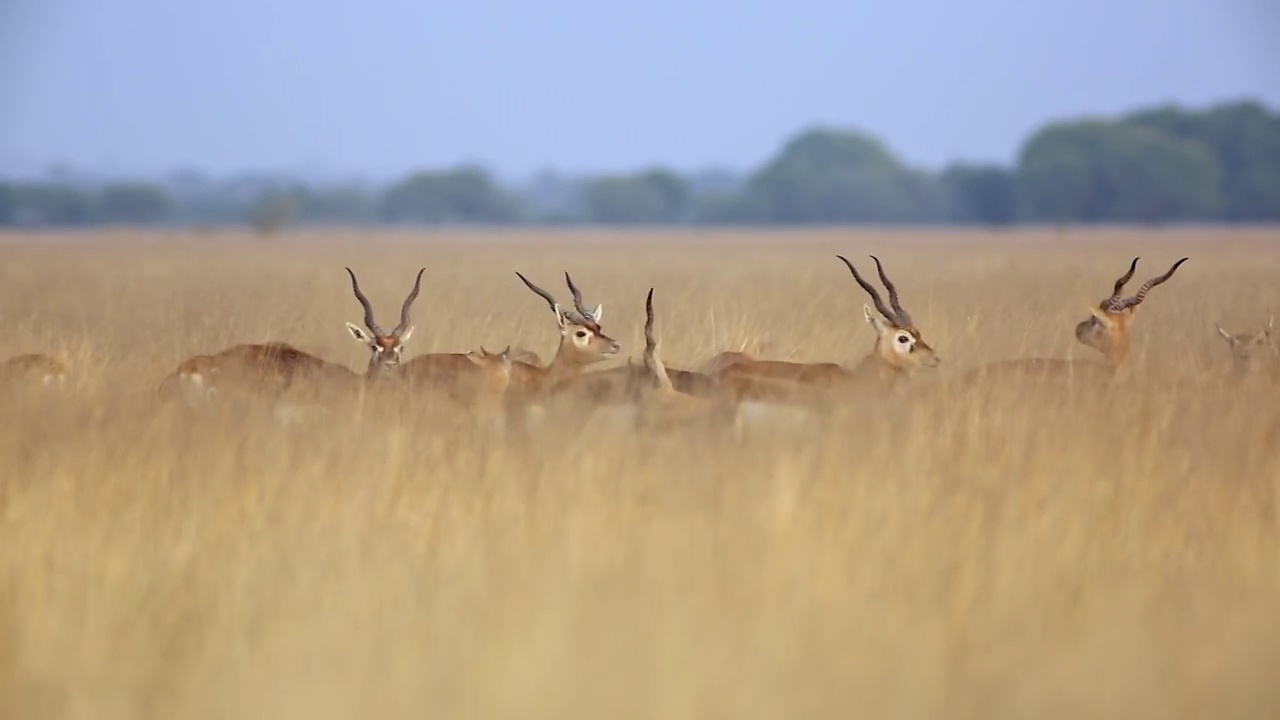 雄性黑羚穿过干燥的草丛，雌性黑羚在附近吃草——全镜头拍摄视频素材