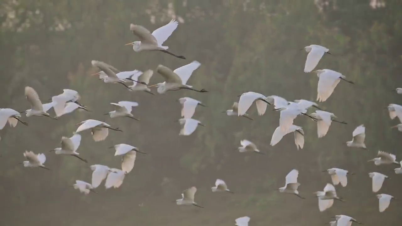 清晨，鸟群在飞翔视频素材