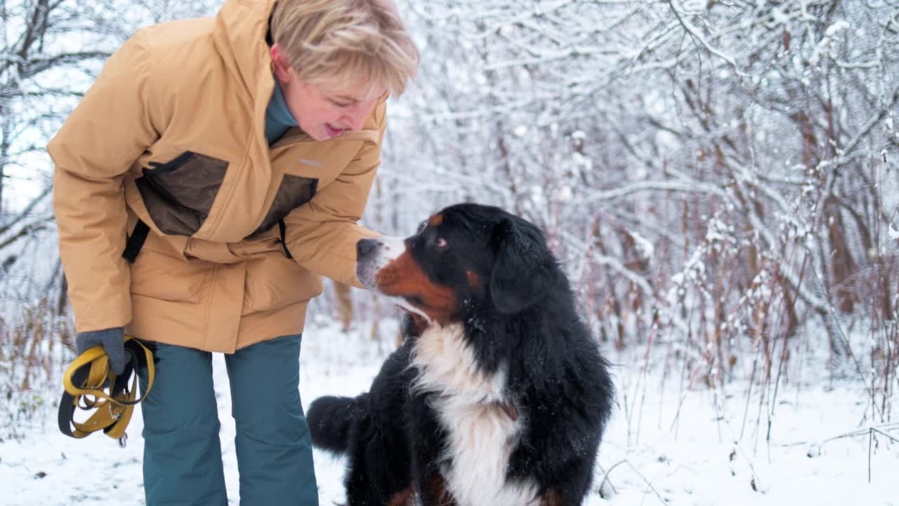 一名女子在积雪的森林里抚摸和拥抱她的伯尔尼山狗——慢镜头。视频下载