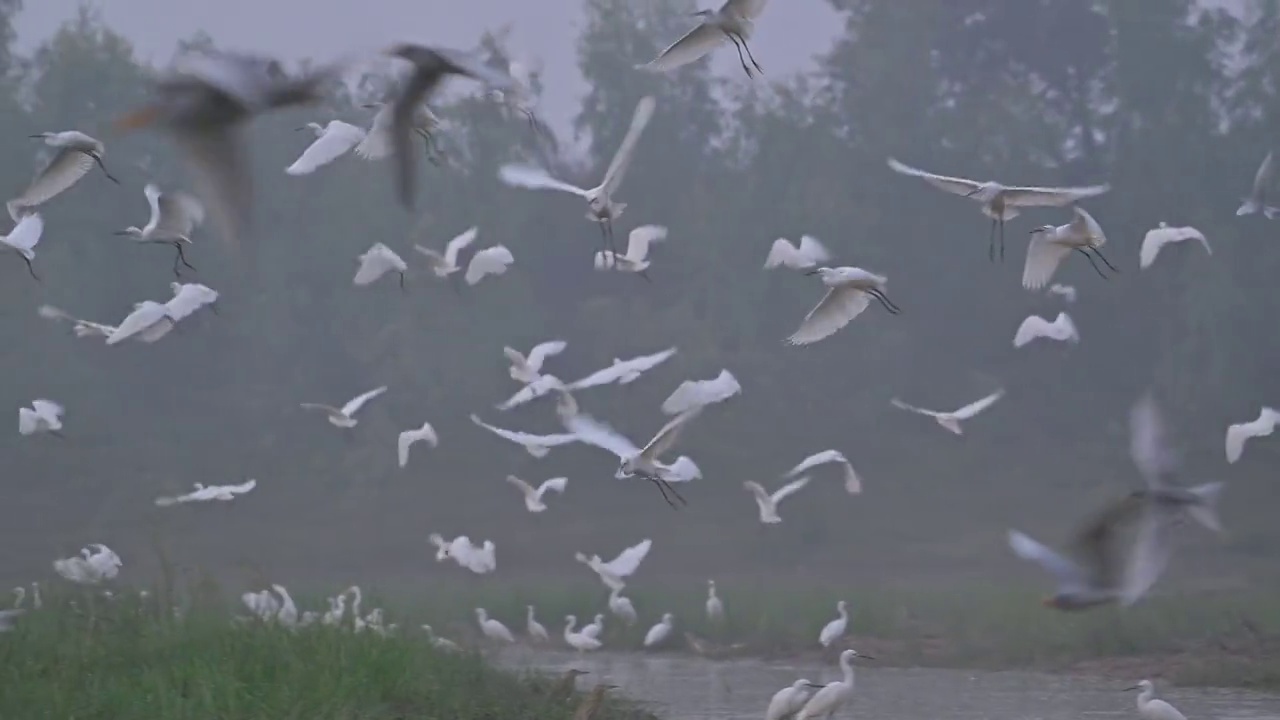 鸟群在日出中飞翔视频素材