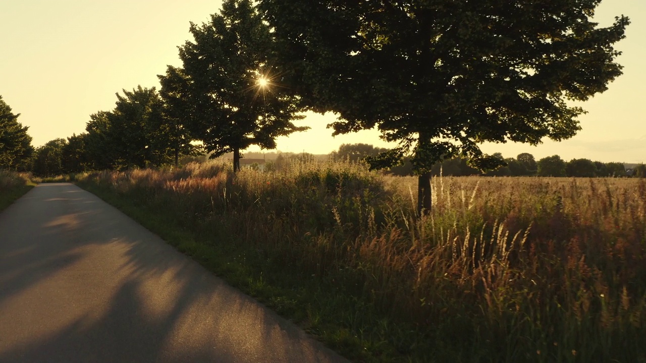 阳光透过树木，美丽的慢相机飞行与无人机经过林荫大道在日落的方向。有漂亮的背光视频下载