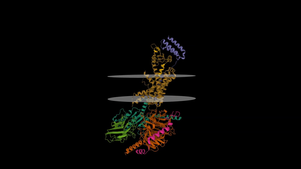 活性肾上腺髓质素1受体G蛋白与肾上腺髓质素肽复合物的结构(浅棕色)，如图所示视频下载
