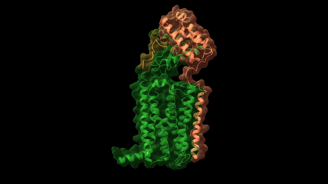 CGRP受体的结构(蓝色)与CGRP肽(棕色)和受体活性修饰蛋白(绿色)。视频下载