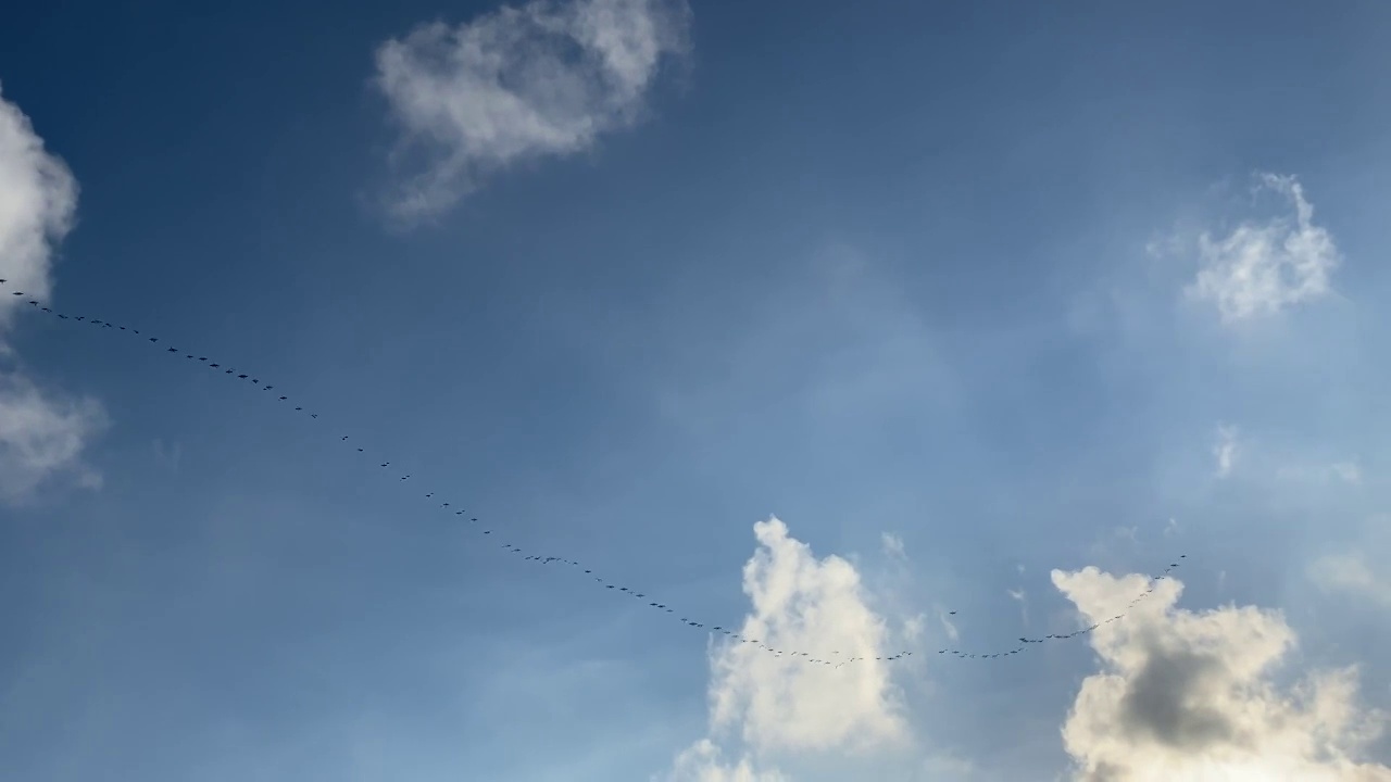 成群的鸟儿在云雾缭绕的天空中飞翔。一群黑乌鸦在天空中盘旋。鸟类从温暖国家飞出的迁徙运动。4 k。视频素材