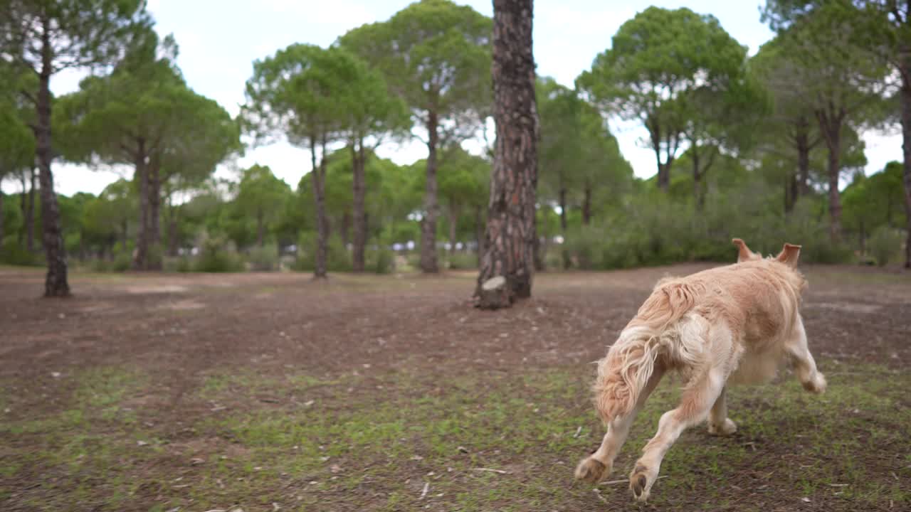 一个女人和她的狗在森林里过冬。视频素材