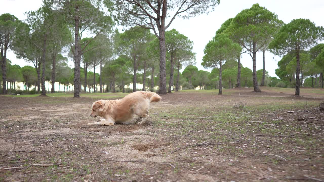 慢镜头，这只狗是一只在森林里奔跑的金毛猎犬。视频下载