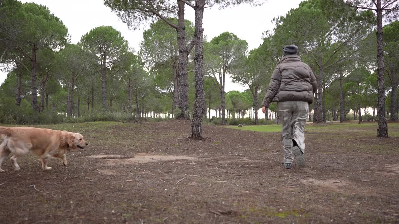 慢镜头的女人和她的金毛猎犬在森林里玩耍。视频下载