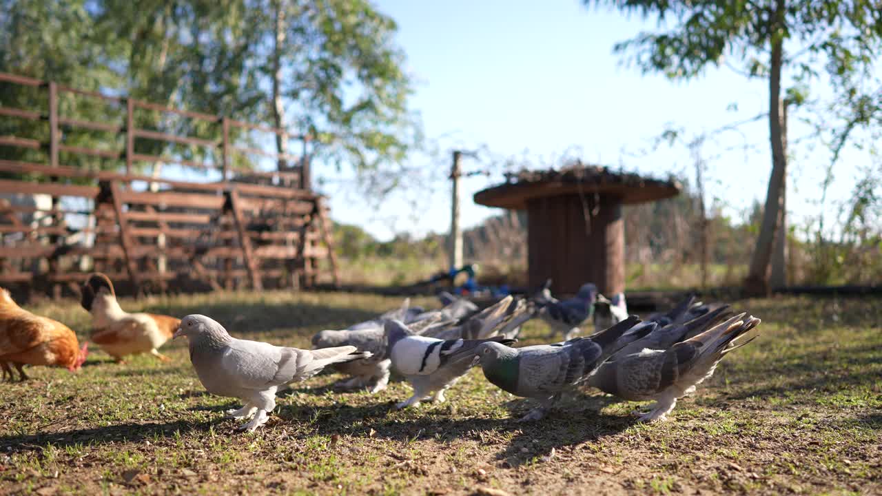 慢动作的鸽子正在院子里的鸟巢前觅食和飞翔。视频下载