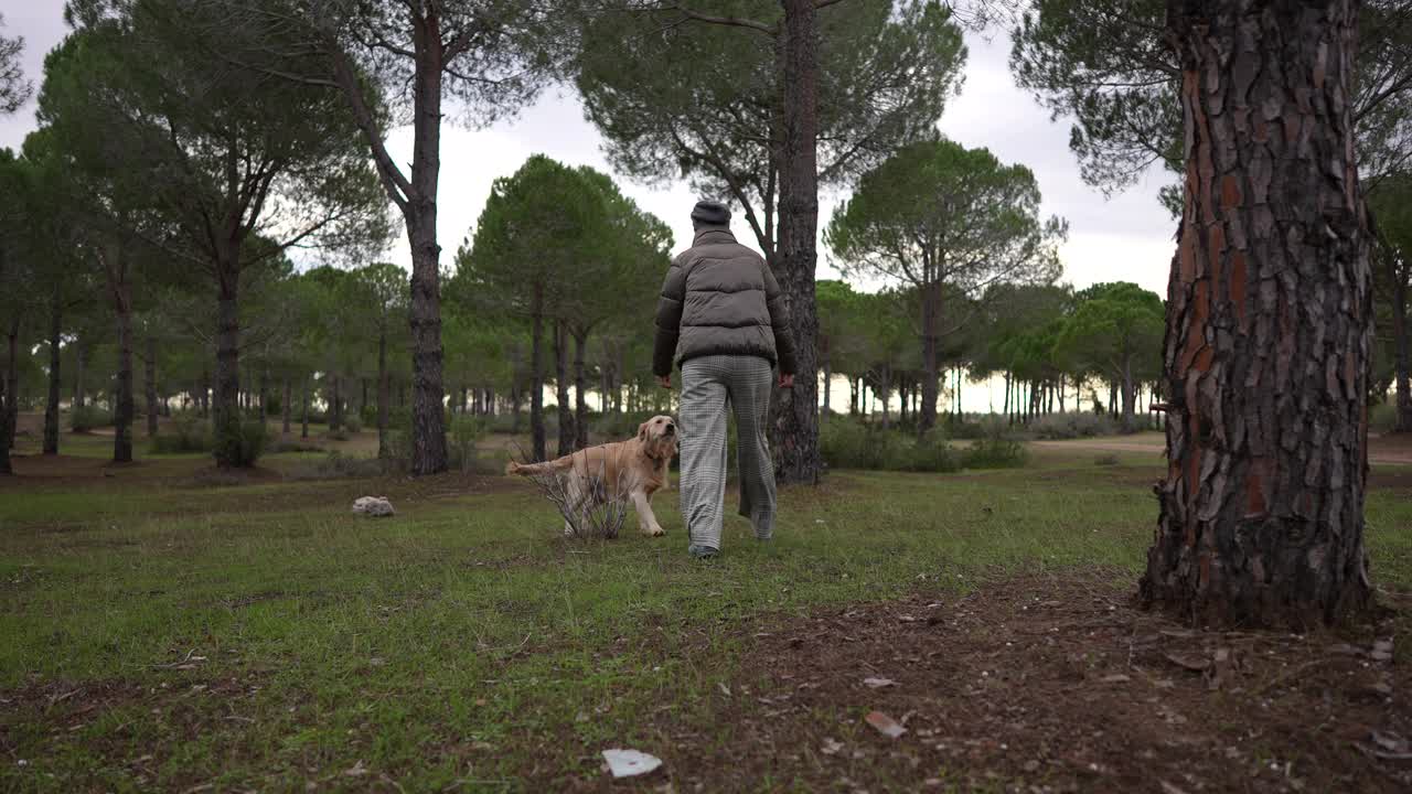 一个女人和她的金毛猎犬在森林里玩耍。视频下载