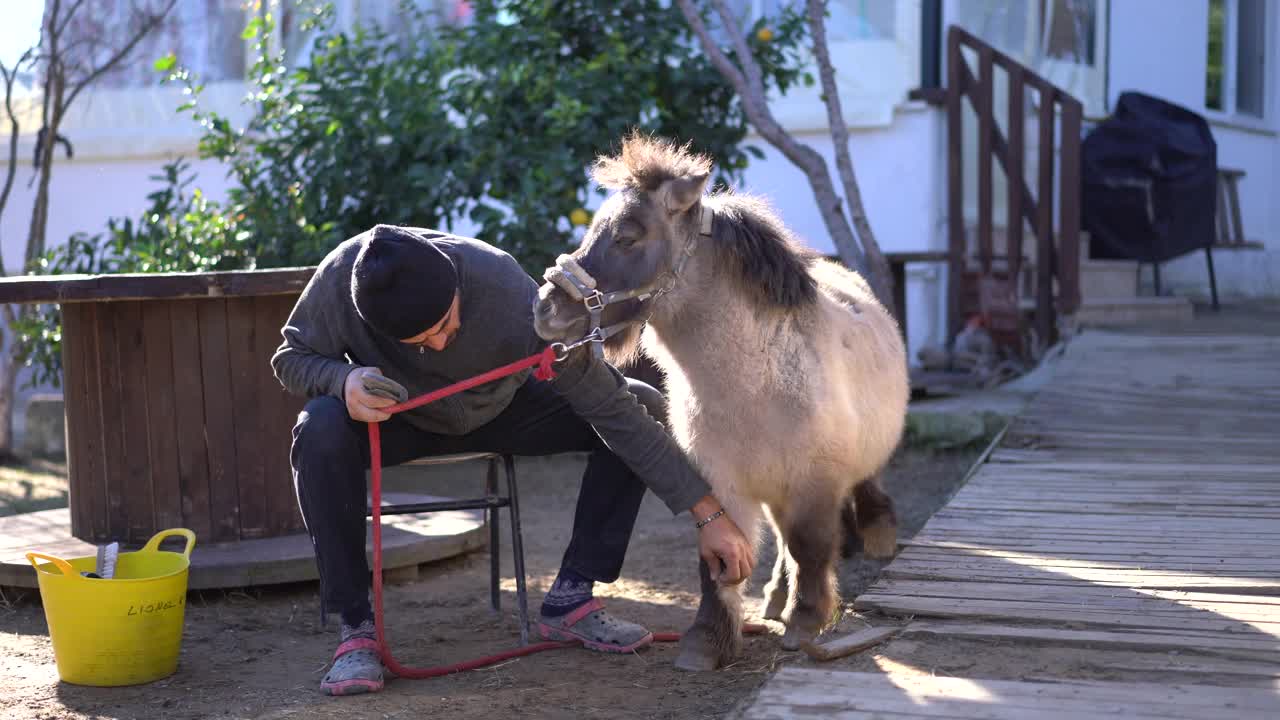 一个成熟的农民在户外为一匹小马梳洗。视频下载
