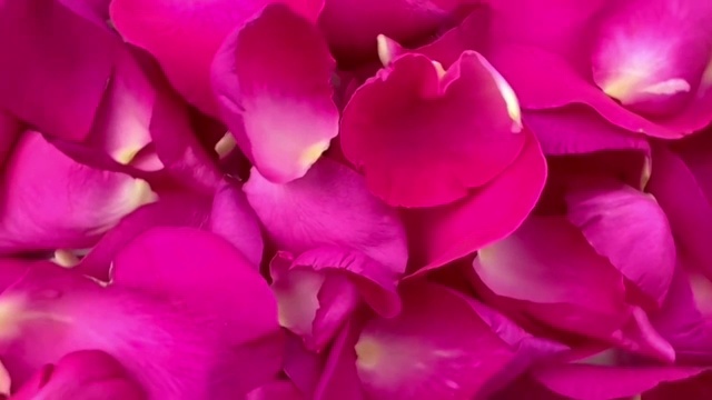 旋转的红色和粉色的玫瑰花瓣这是情人节的象征。视频下载