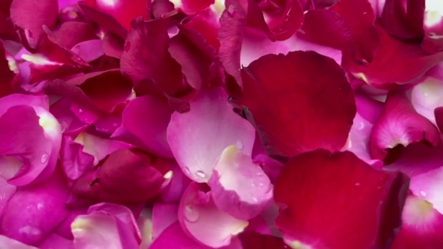 近距离旋转的红色和粉色的玫瑰花瓣落下这是情人节的象征视频素材