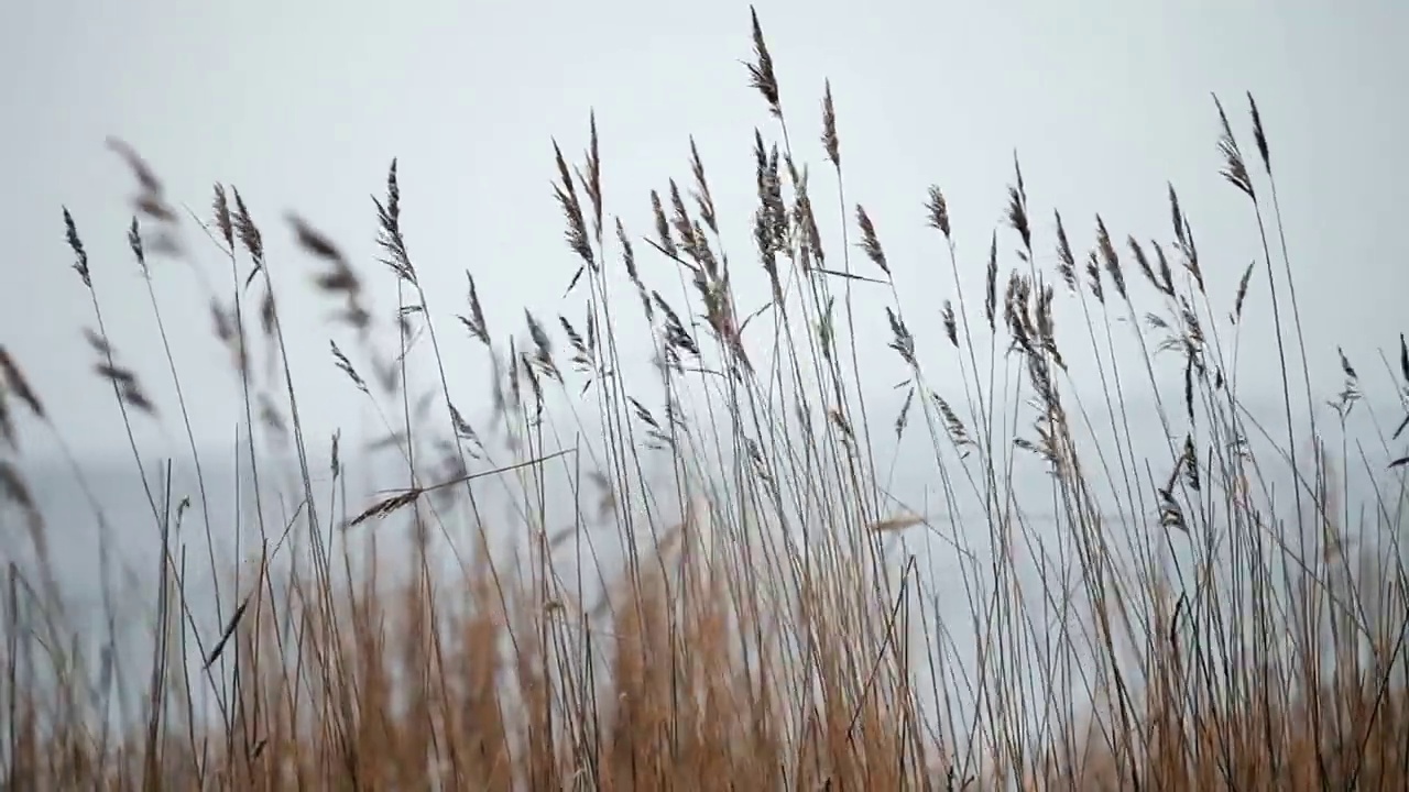 冬天摇曳的干芦苇茎秆视频素材