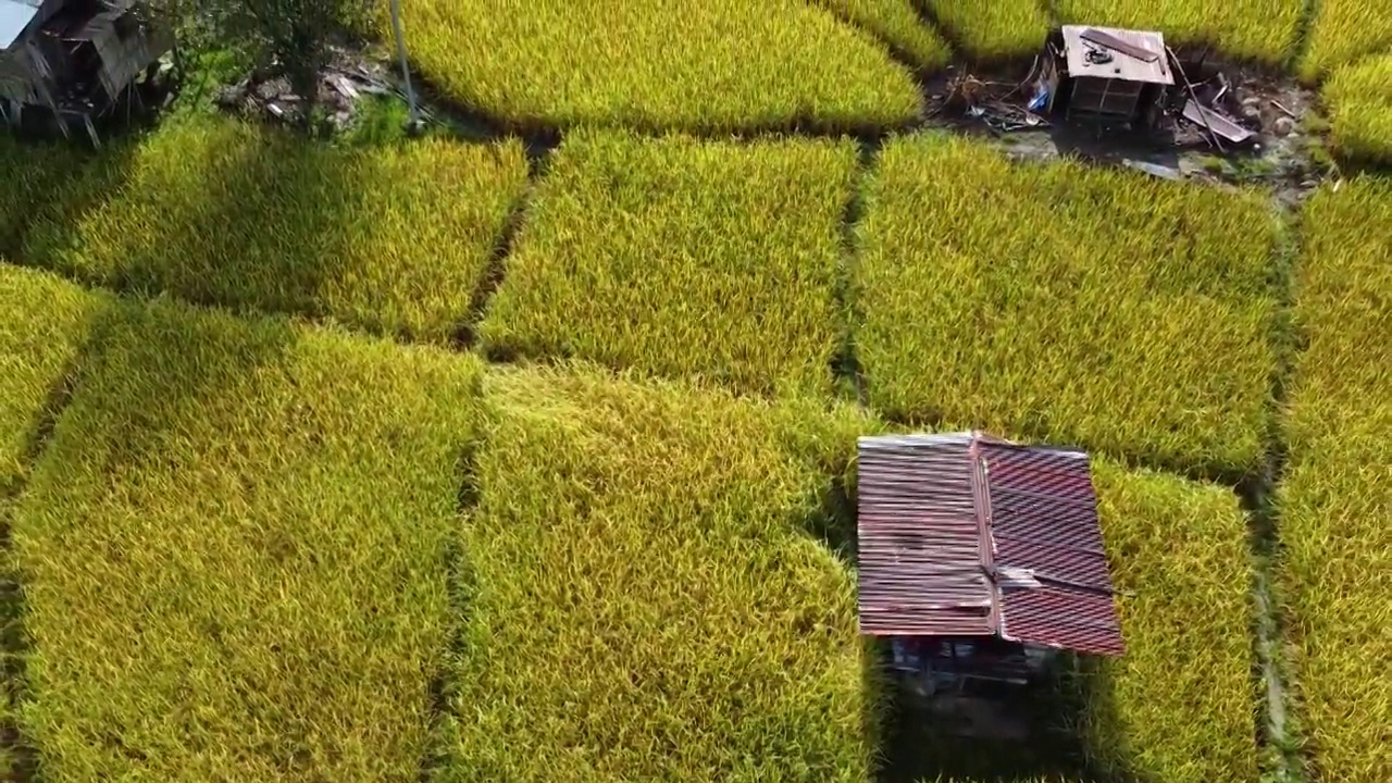 稻田变黄，马来西亚农业视频下载