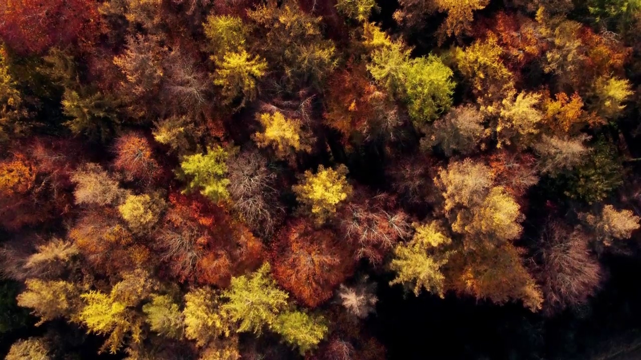 无人机在秋天的彩色森林上空自上而下飞行视频素材