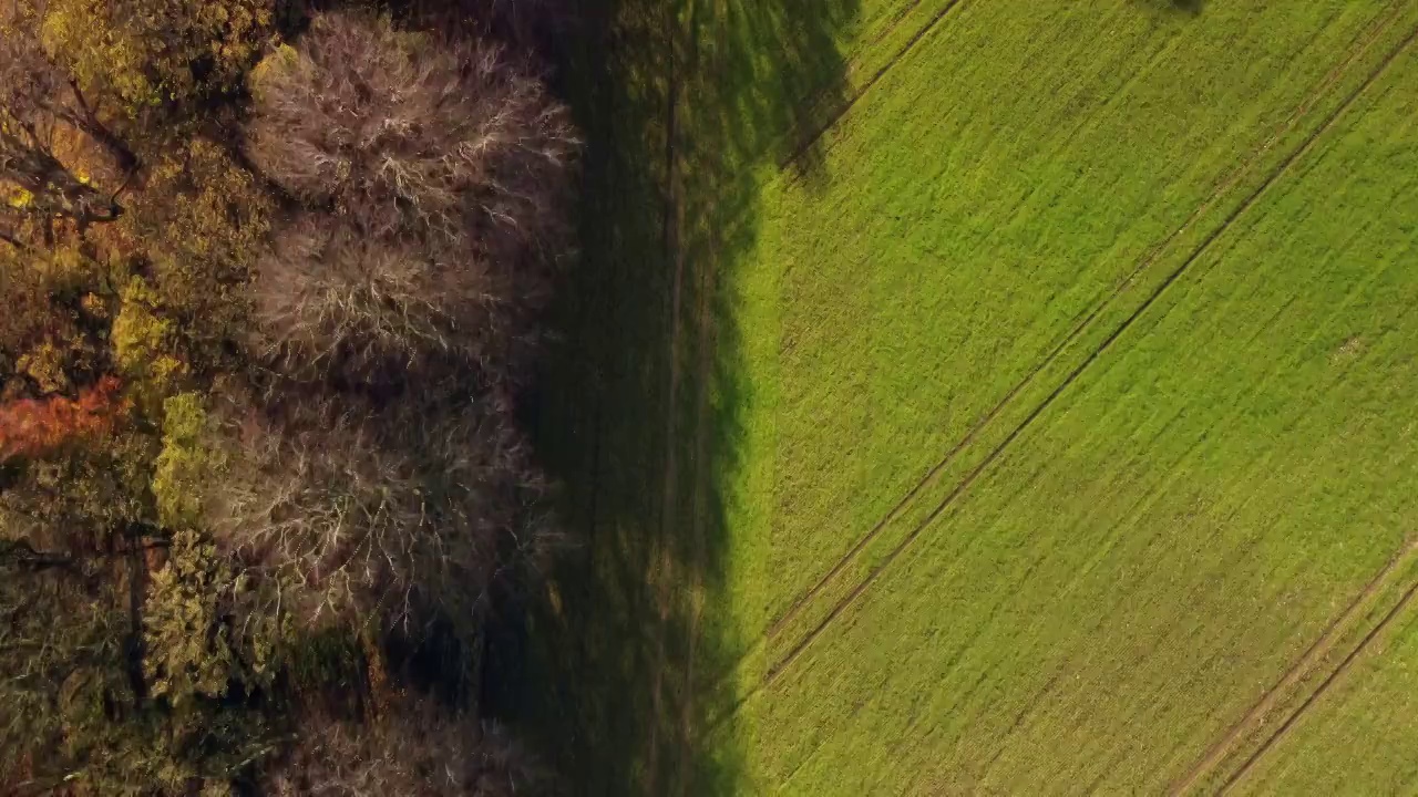 无人机沿着秋天的树木和田野向下飞行视频素材