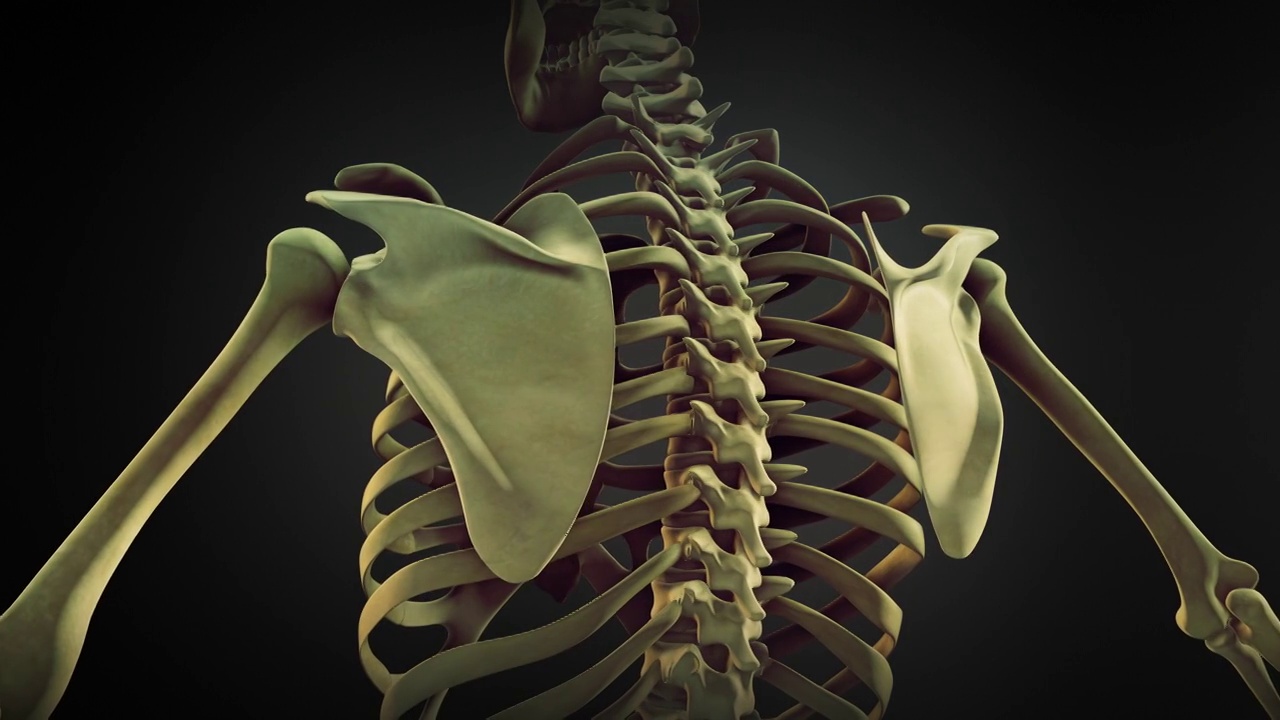 人体骨骼肩胛骨解剖学视频下载