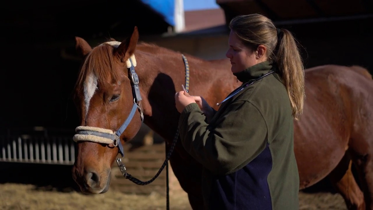女兽医在马厩里给马注射。视频下载