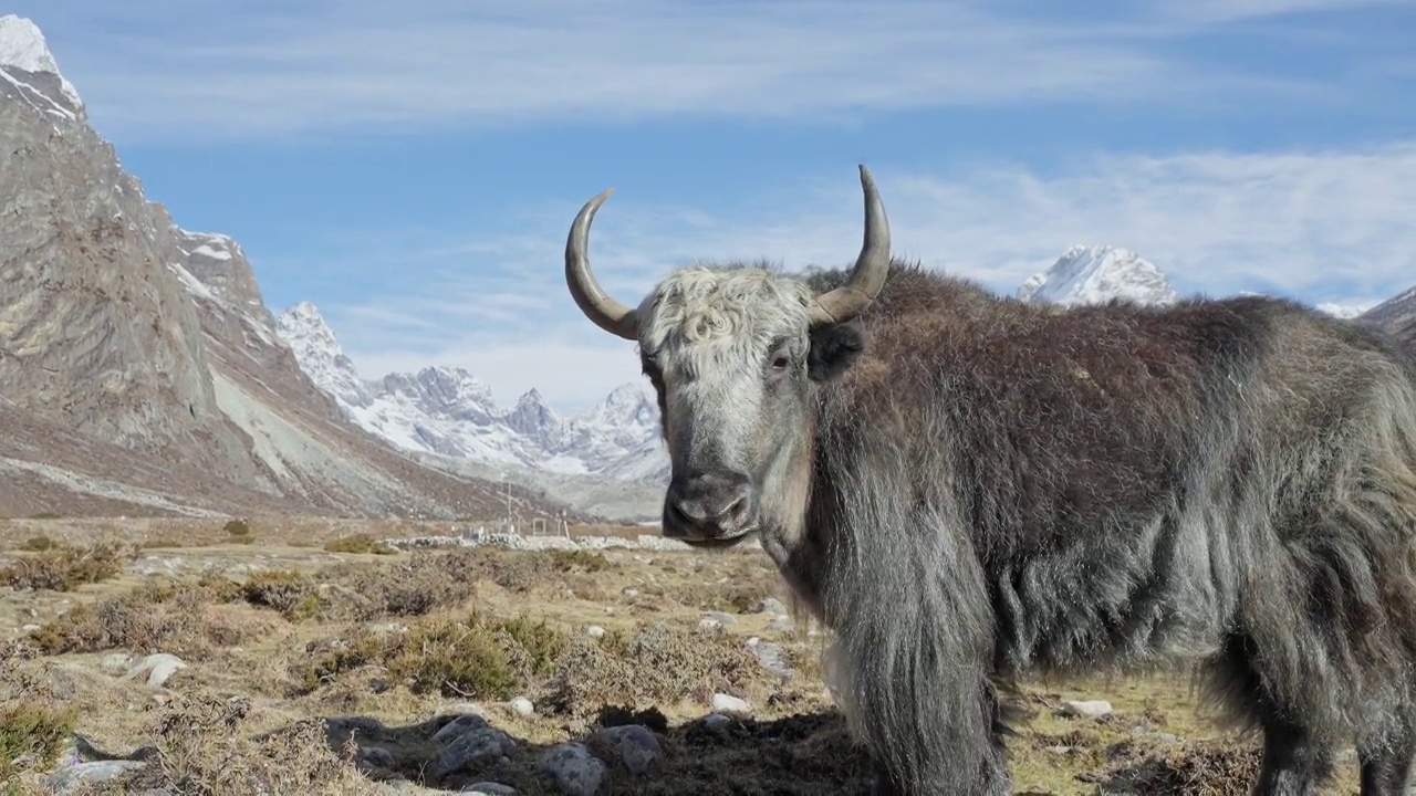 华丽的毛皮灰色牦牛站在阳光下，看着积雪的高地全景视频下载
