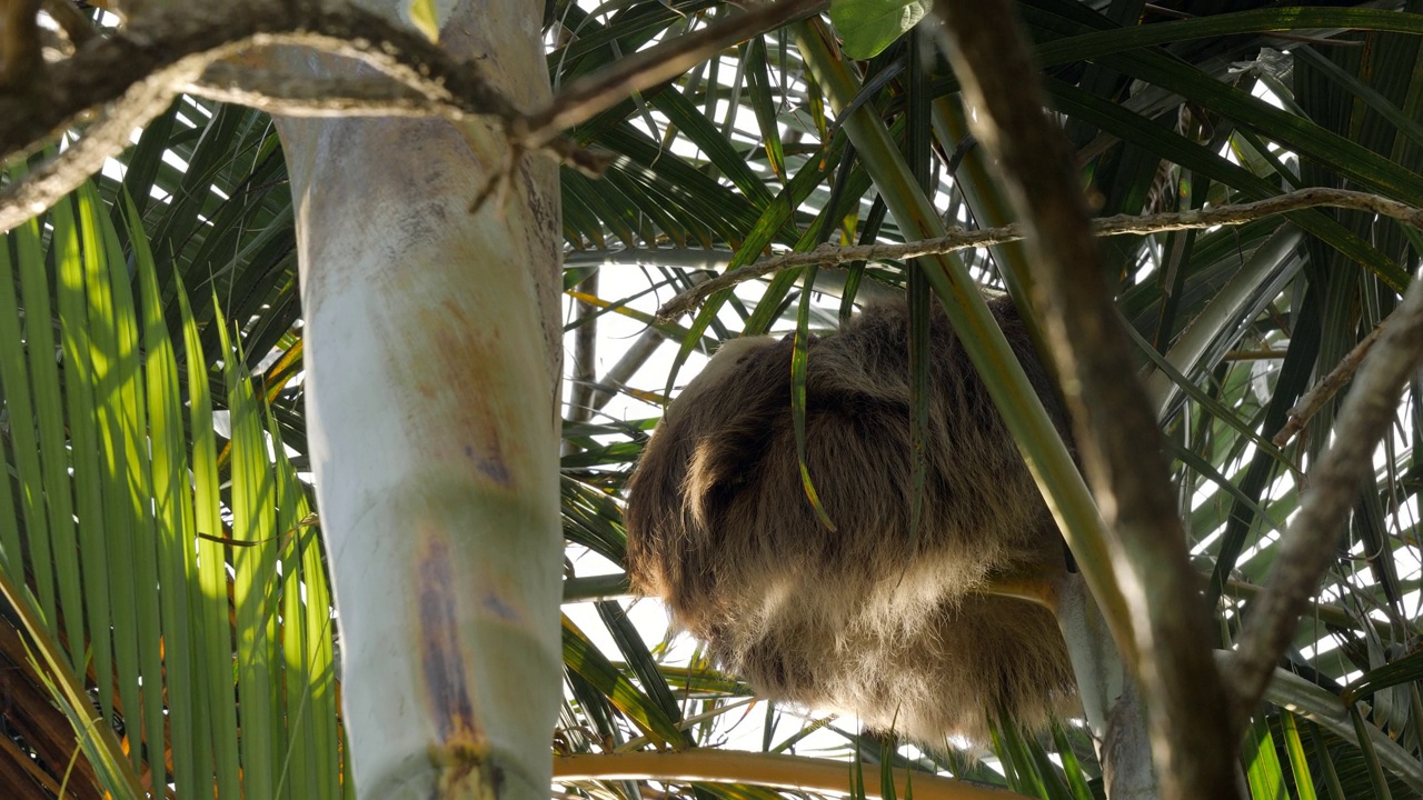 哥斯达黎加蒙特维达地区的白色树懒在棕榈树上睡觉。栖息在热带树上的浅棕色懒树懒。低角度视频素材