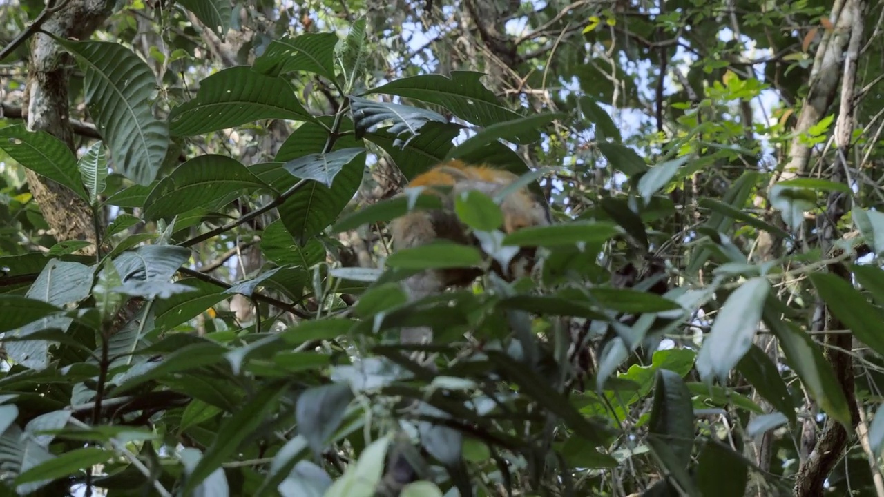 哥斯达黎加树上的树懒。野生动物的概念。热带雨林视频素材