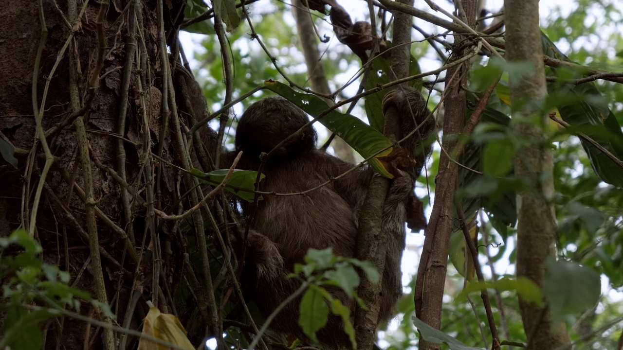 哥斯达黎加树上的树懒。野生动物的概念。热带雨林视频素材