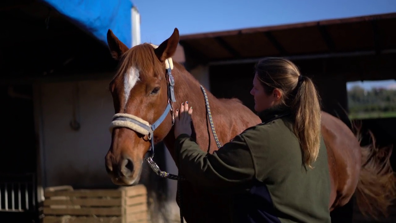 女兽医在马厩里给马注射。视频下载