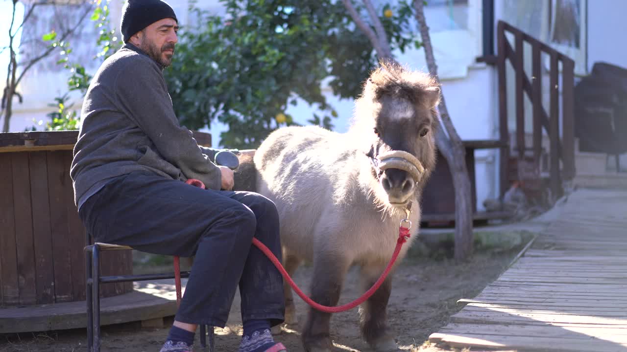 一个成熟的农民在户外为一匹小马梳洗。视频下载