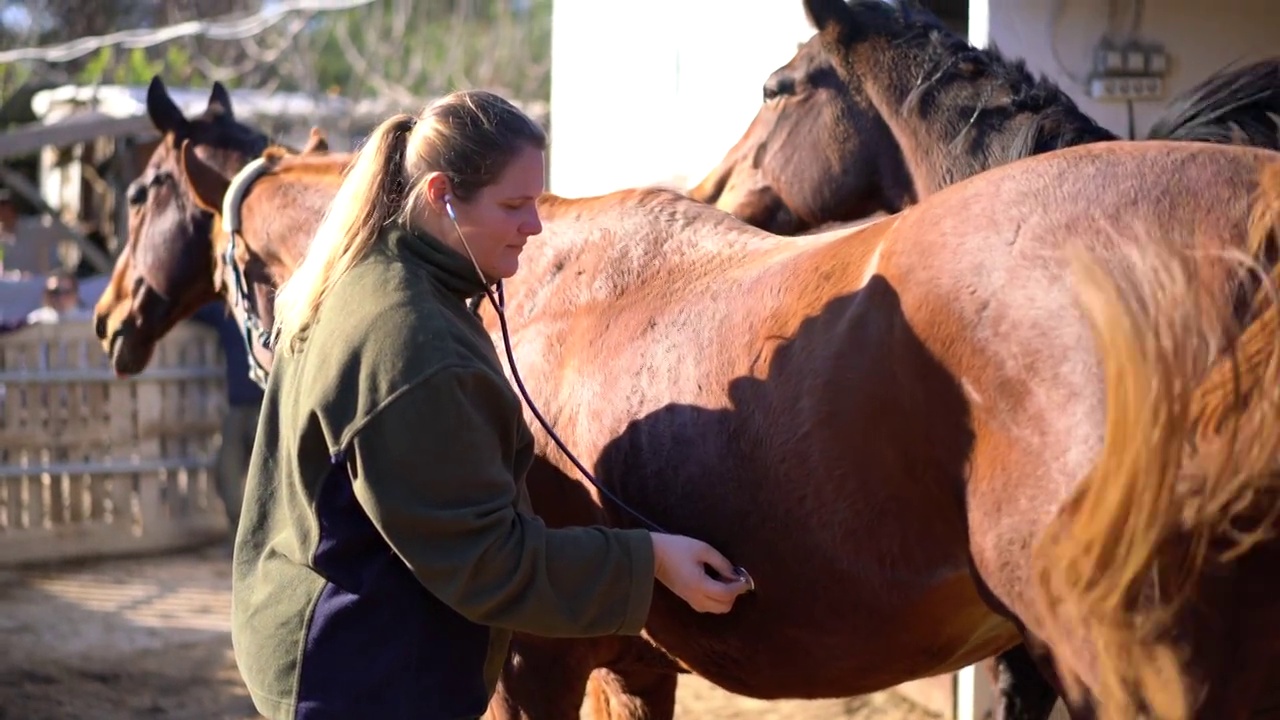 年轻的兽医正在对一匹小马进行检查。视频下载