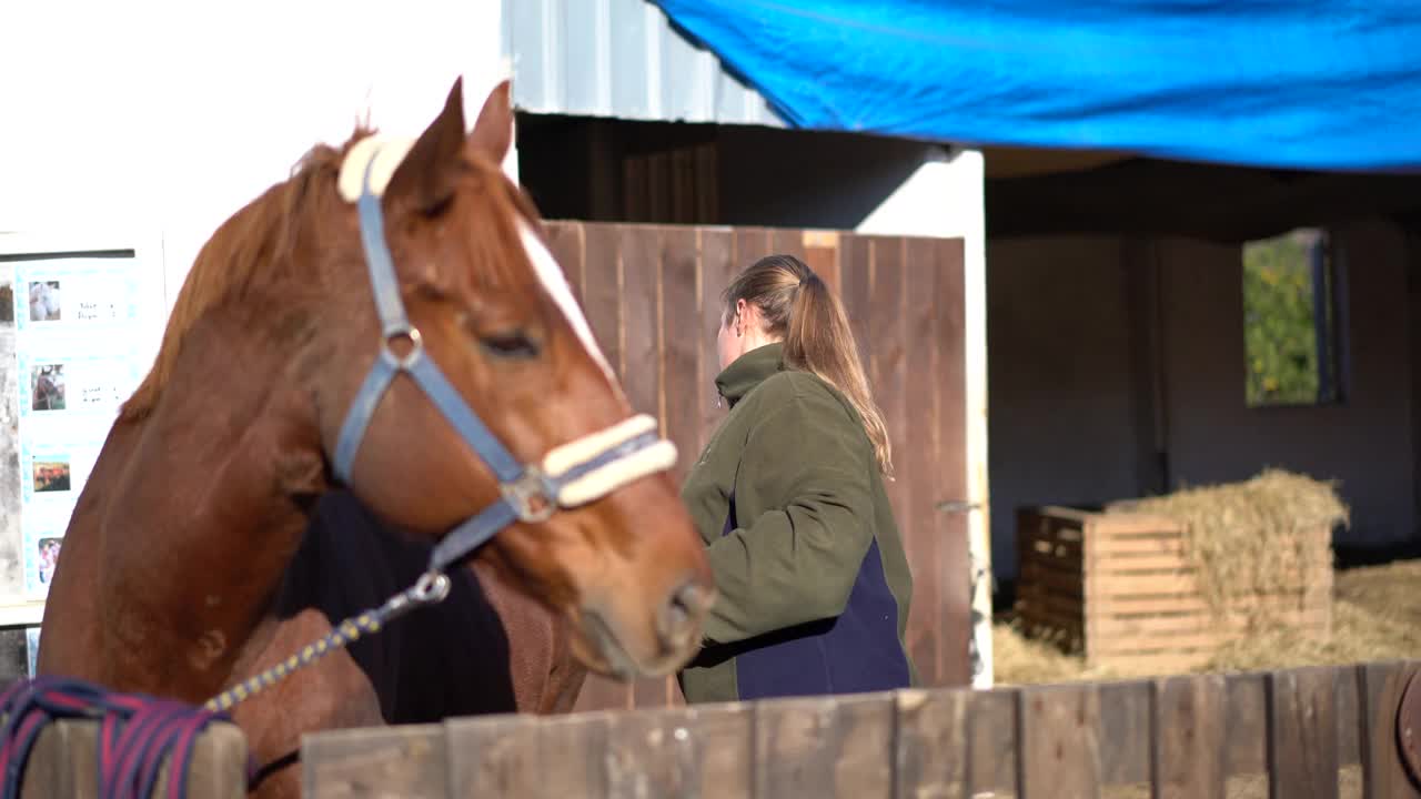 快乐的女人为她的棕色马梳洗。视频下载