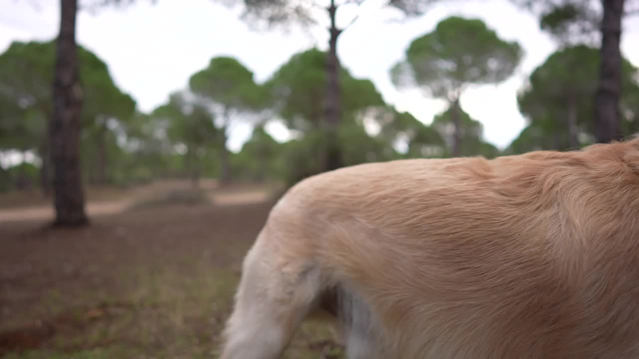 金毛寻回犬在森林里奔跑。视频下载